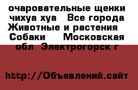 очаровательные щенки чихуа-хуа - Все города Животные и растения » Собаки   . Московская обл.,Электрогорск г.